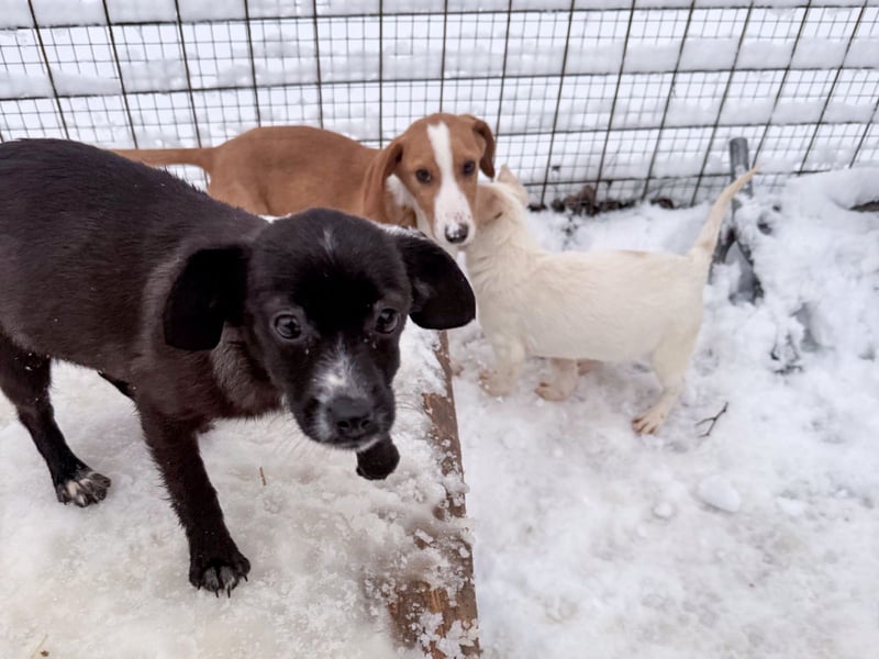 SUSHI - Knopfaugen zum Verlieben !!!