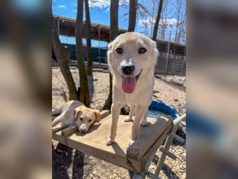 SUZUKI einzigartige Fellnase ;-)