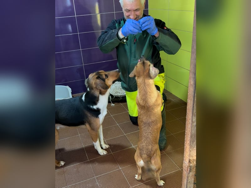 Herzensmensch gesucht - liebe MILLIE hofft den Jackpot Ausreise zu knacken