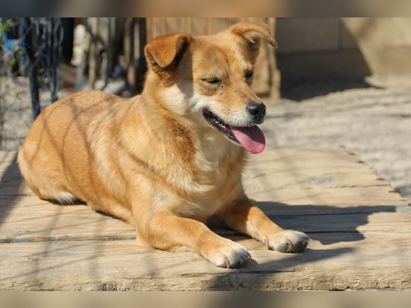 Kuschelfee SENA sucht Kuschelmenschen zum lieb haben