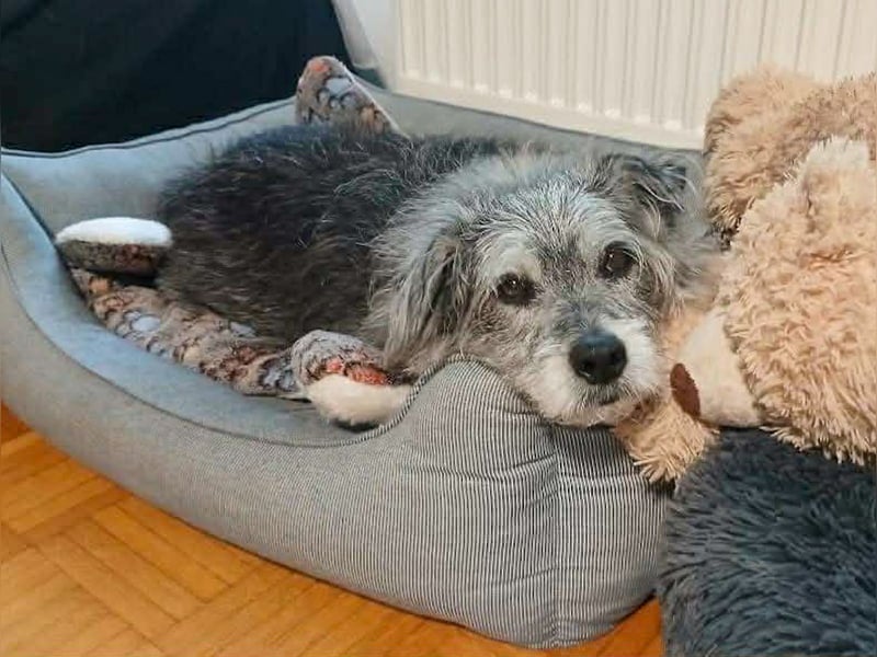 Verspielter Hunde-Opi BUDDY kann in 29413 Dähre kennengelernt werden