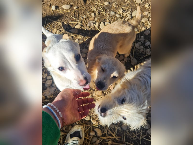 SUZUKI einzigartige Fellnase ;-)