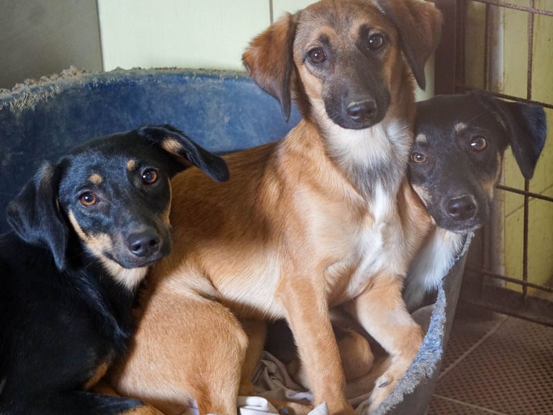 niedliche SMILLA - sucht ihren Herzensmensch niedliche SMILLA - sucht ihren Herzensmensch