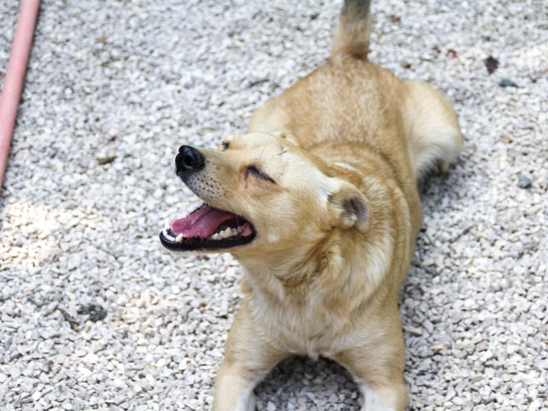 INESSA liebt die Nähe der Menschen sehr