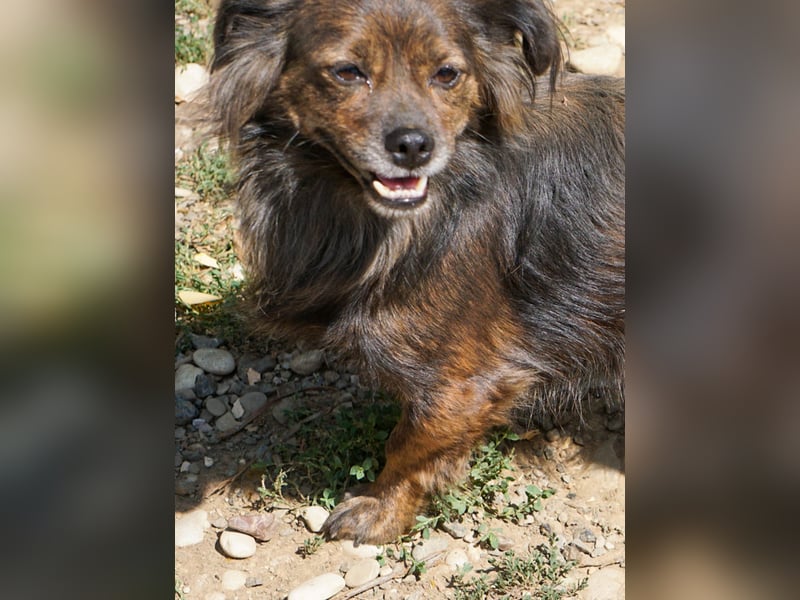 Kuckuck, wer schenkt Traumhündin EMILIJA ein liebevolles Zuhause?