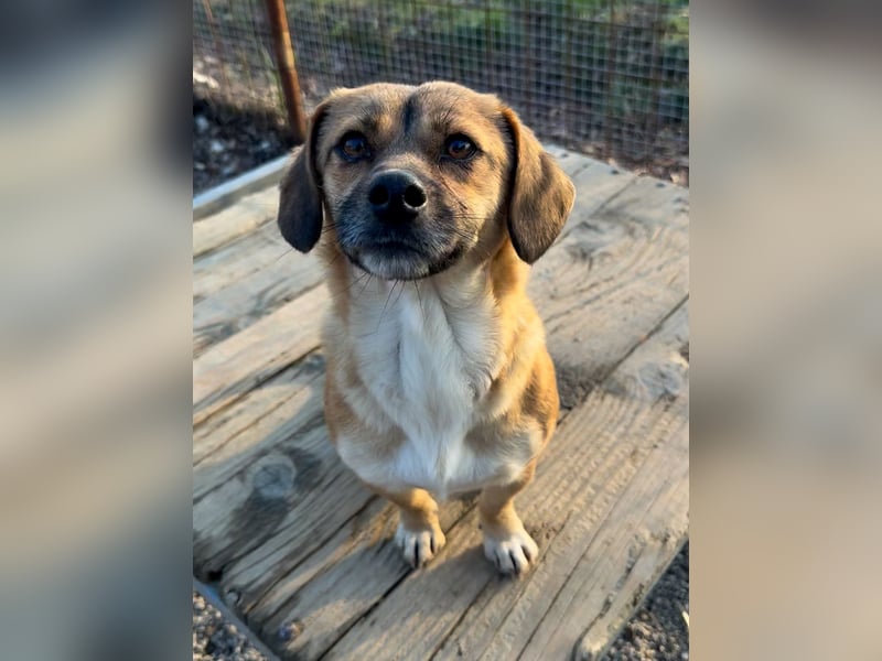 Herzensmensch gesucht - liebe MILLIE hofft den Jackpot Ausreise zu knacken