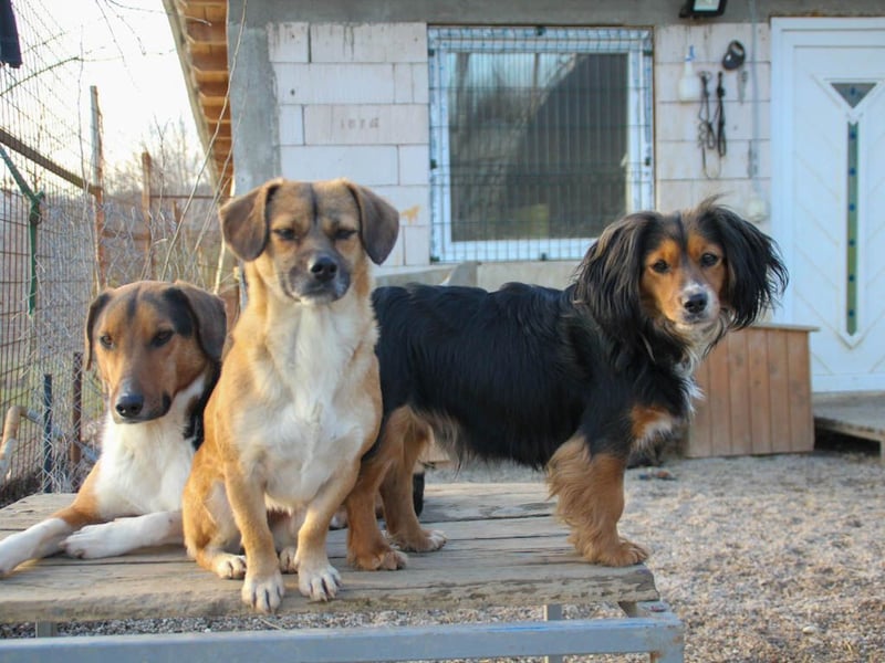 Herzensmensch gesucht - liebe MILLIE hofft den Jackpot Ausreise zu knacken