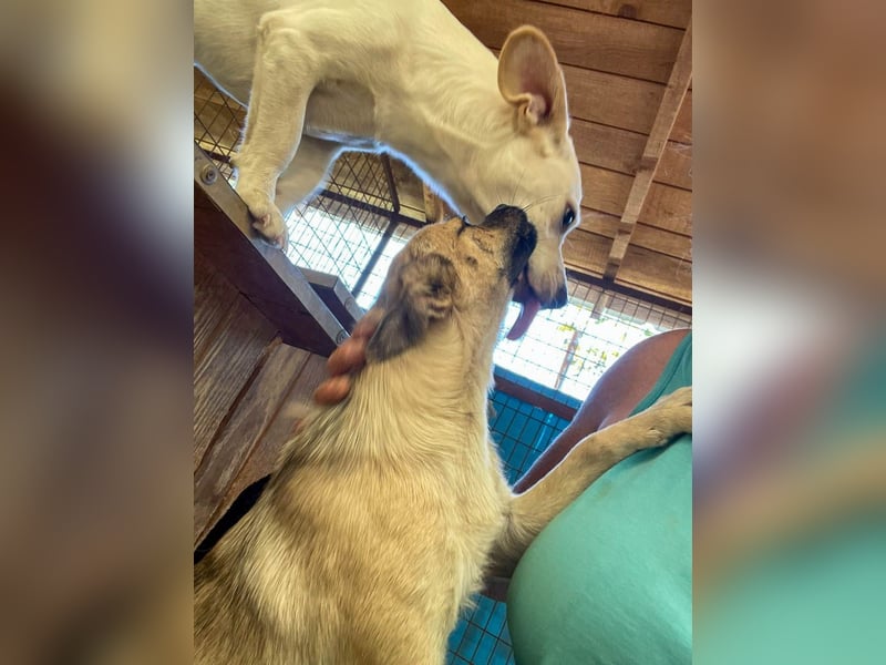 SMOKY sucht seine eigene Familie zum Spielen, Toben und Kuscheln ...