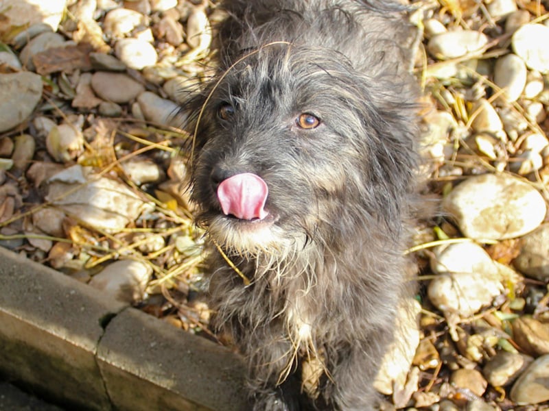 Freundlicher KAIRO möchte die Welt entdecken