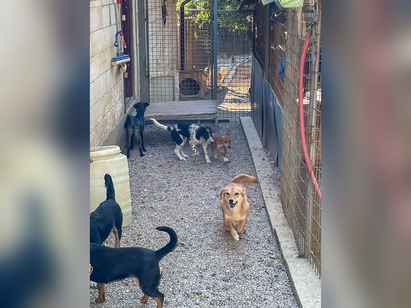 SENA hat Sehnsucht nach ihrer eigenen Familie! Kannst du ihr helfen?