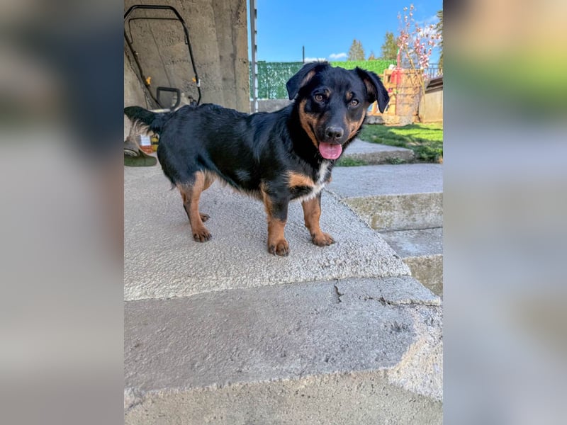 hübsch, hübscher, ROXANA