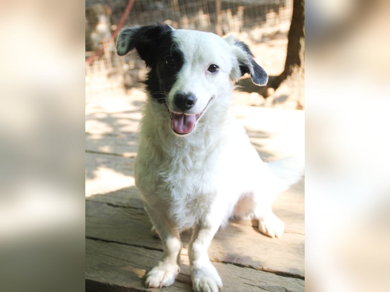 PUPIN, neugierig verspielt - bereit für viele Spiele- und Kuschelrunden