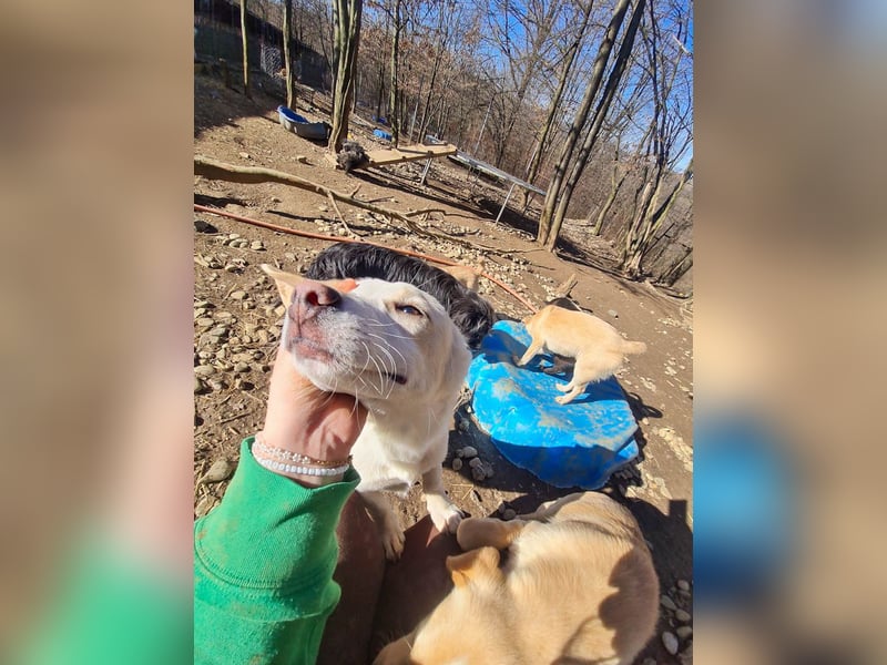 SKIPPER klein, frech, WUNDERBAR !