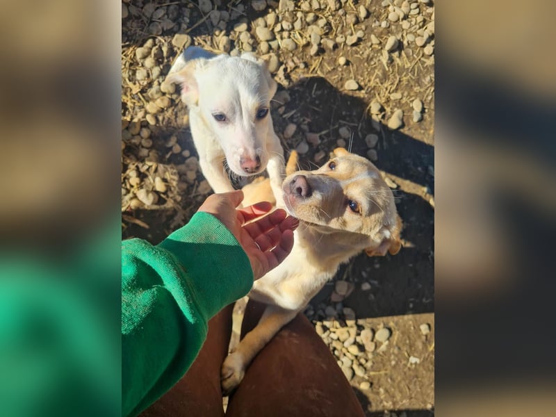 möchtest DU SASSY die Welt zeigen ?