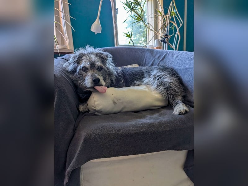 Verspielter Hunde-Opi BUDDY kann in 29413 Dähre kennengelernt werden
