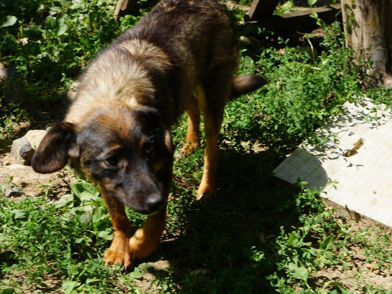 supersüße WELLA sucht nach DIR