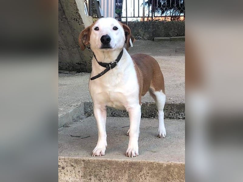 BEPI - Wer löst sein Ticket ins Glück und schenkt ihm ein liebevolles, ruhiges Zuhause