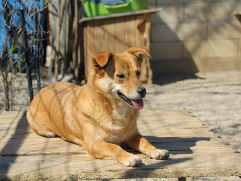 Süße SENA will endlich ihr eigenes Kuschelkörbchen! Vielleicht bei dir?