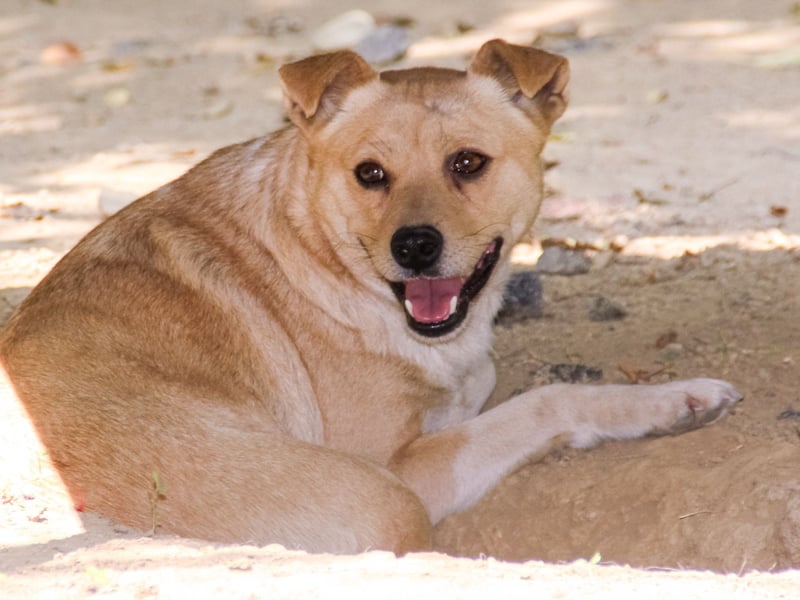 INESSA liebt die Nähe der Menschen sehr