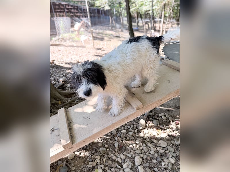 Traumprinz KELVIN ist ein fröhlicher und verspielter Hundebub