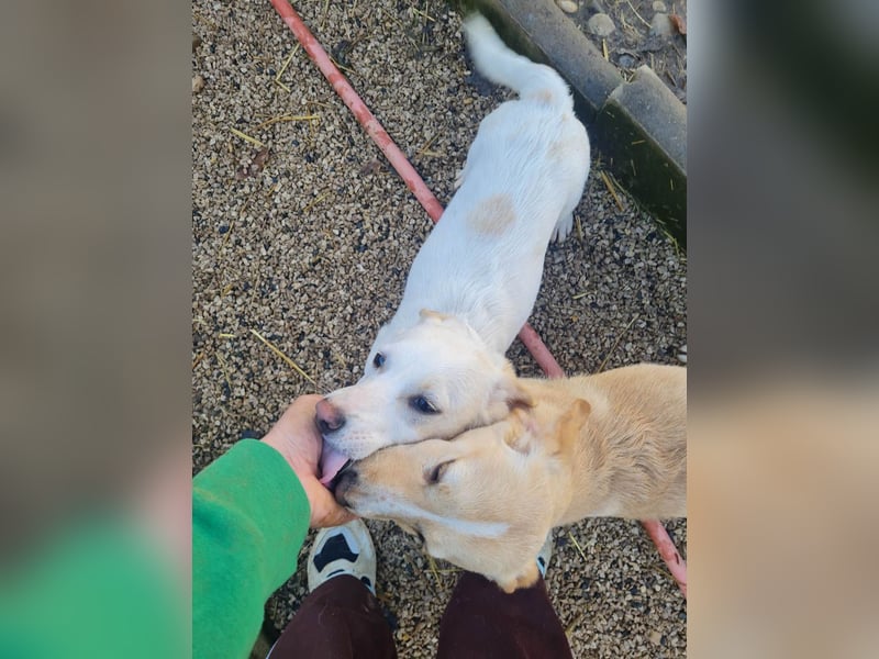 SKIPPER klein, frech, WUNDERBAR !