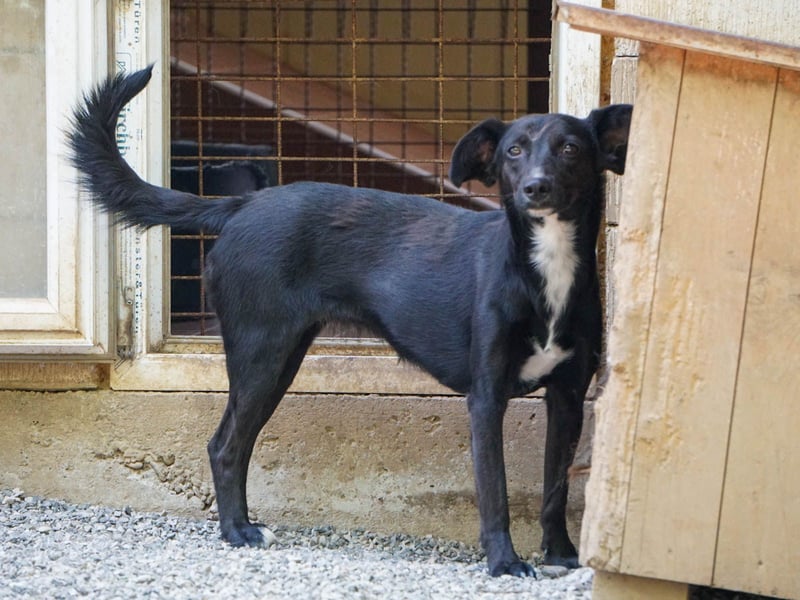 Kuckuck, wer schenkt Traumhündin FIONA ein liebevolles Zuhause?