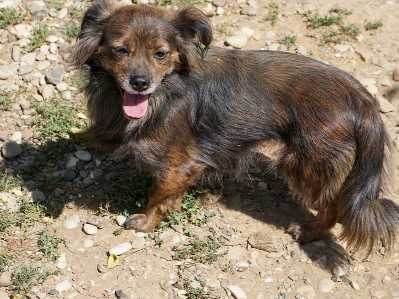 Kuckuck, wer schenkt Traumhündin EMILIJA ein liebevolles Zuhause? Kuckuck, wer schenkt Traumhündin EMILIJA ein liebevolles Zuhause?