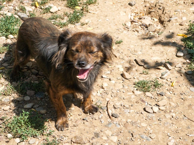 Kuckuck, wer schenkt Traumhündin EMILIJA ein liebevolles Zuhause? Kuckuck, wer schenkt Traumhündin EMILIJA ein liebevolles Zuhause?