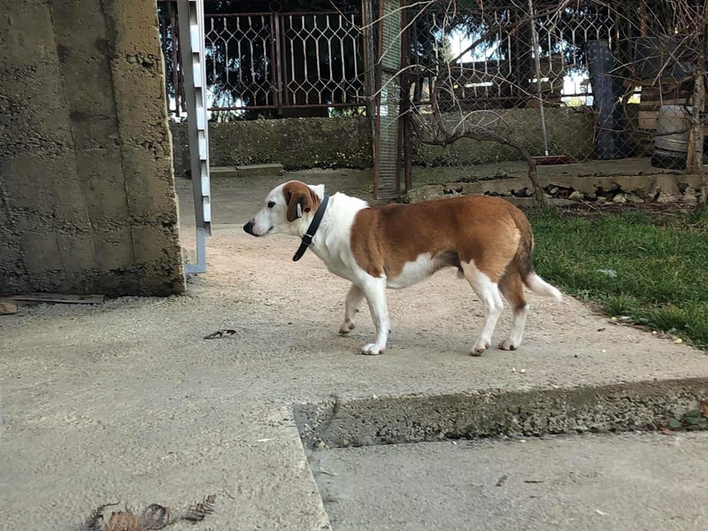 BEPI - Wer löst sein Ticket ins Glück und schenkt ihm ein liebevolles, ruhiges Zuhause BEPI - Wer löst sein Ticket ins Glück und schenkt ihm ein liebevolles, ruhiges Zuhause