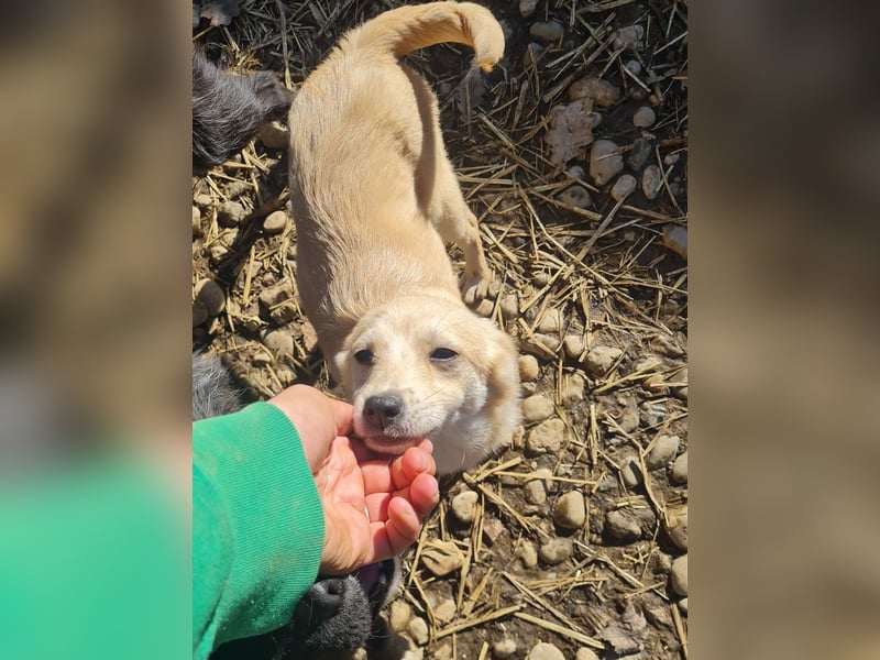 SUZUKI einzigartige Fellnase ;-)