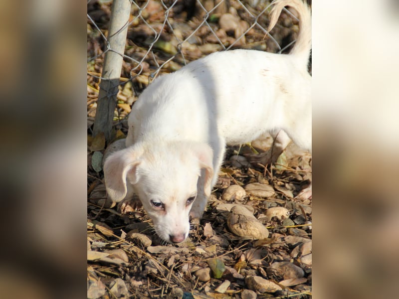 SKIPPER klein, frech, WUNDERBAR !