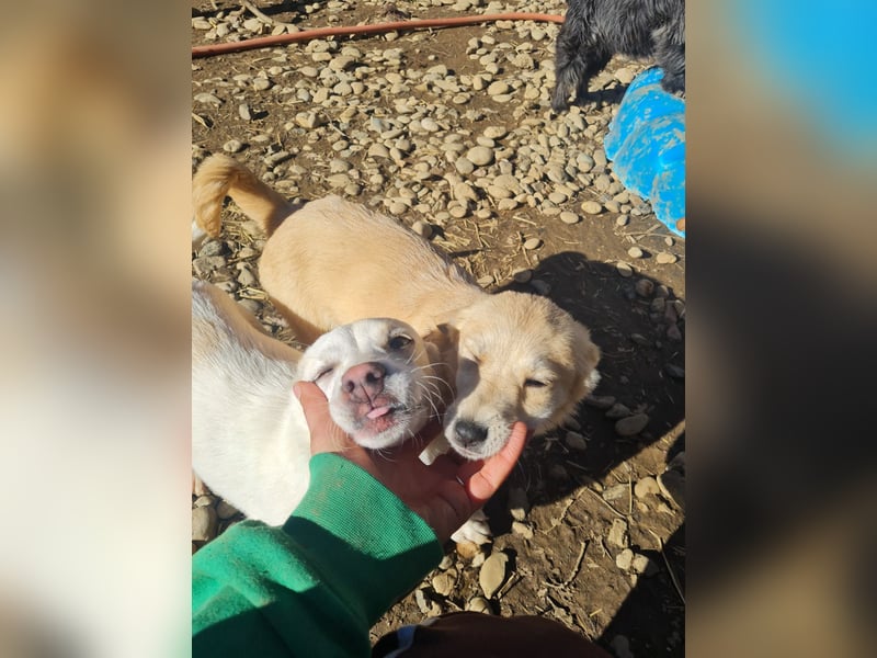 SUZUKI einzigartige Fellnase ;-)