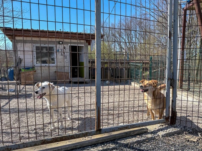 SENA, super soziale, sanfte und kuschelbedürftige Fellnase