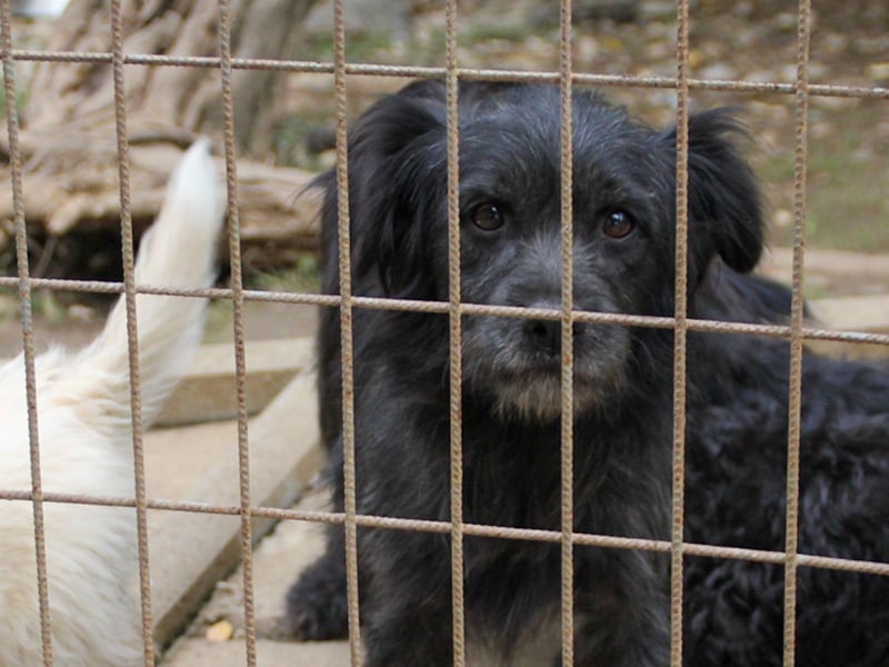 RAMONA freundlich, aufgeweckt sucht Ihre Abenteuer-Menschen !