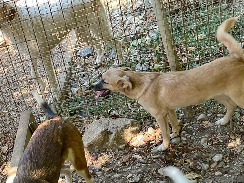 Niedliche SHONA will die Welt außerhalb des Tierheims kennenlernen! Vielleicht mit dir?