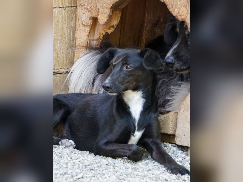 Schüchterne FIONA sucht Menschen mit Liebe und Geduld