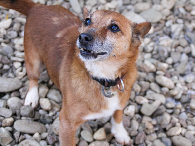 Kuckuck, zauberhafter AMON sucht liebevolle Familie Kuckuck, zauberhafter AMON sucht liebevolle Familie