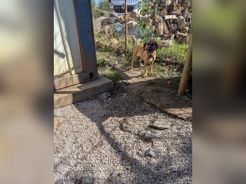 Schlaue ALMA sucht ein für immer Zuhause