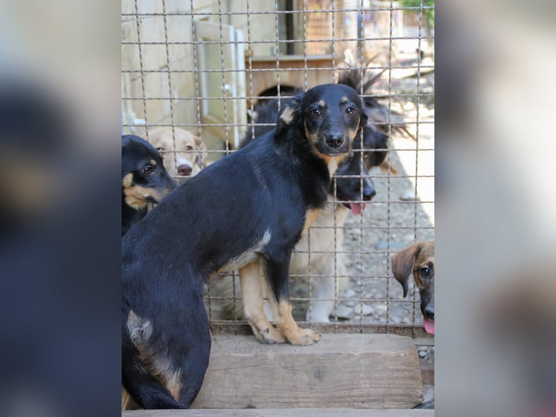 Neugierige ANIKA– ein Traum auf vier Pfoten