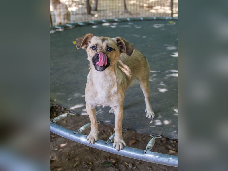 SMOKY sucht seine eigene Familie zum Spielen, Toben und Kuscheln ...