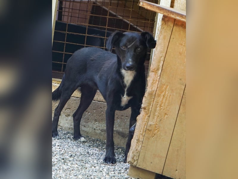 Schüchterne FIONA sucht Menschen mit Liebe und Geduld