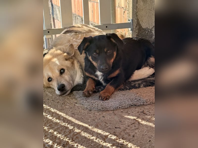 hübsch, hübscher, ROXANA