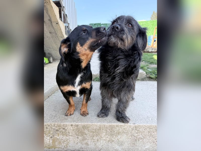 hübsch, hübscher, ROXANA