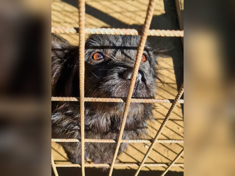 RAMONA freundlich, aufgeweckt sucht Ihre Abenteuer-Menschen !