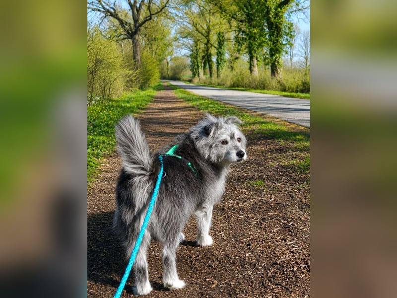 Verspielter Hunde-Opi BUDDY kann in 29413 Dähre kennengelernt werden