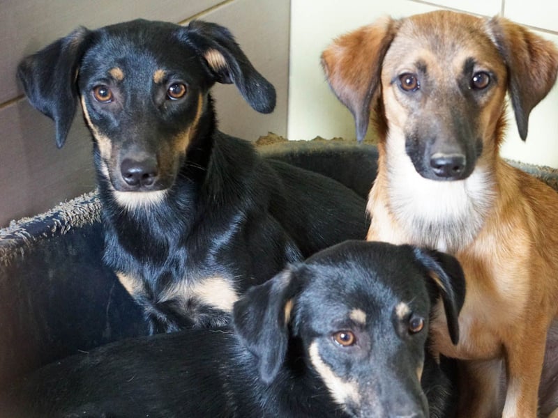 niedliche SMILLA - sucht ihren Herzensmensch niedliche SMILLA - sucht ihren Herzensmensch