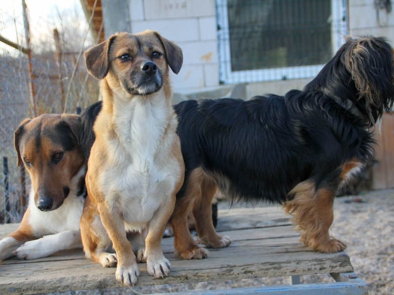 Herzensmensch gesucht - liebe MILLIE hofft den Jackpot Ausreise zu knacken