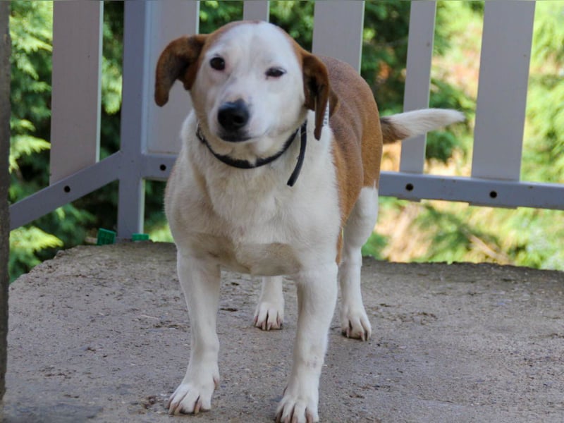 BEPI - Wer löst sein Ticket ins Glück und schenkt ihm ein liebevolles, ruhiges Zuhause