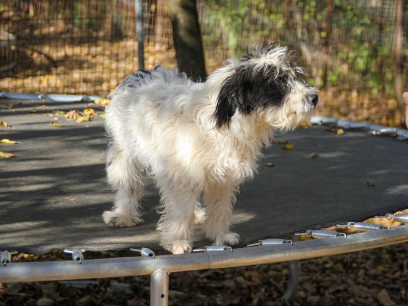 Traumprinz KELVIN ist ein fröhlicher und verspielter Hundebub