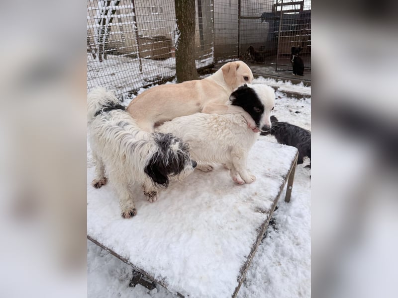 PUPIN einzigartig, lebensfroh - einfach PERFEKT !